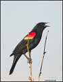 _0SB6577 red-winged blackbird